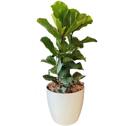 Planta ficus pandurata 10L